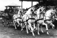 The Lipik Lipizzaners before the Greater Serbian destruction